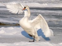 Gūtmaņalas gulbim uz laiku cita mājvieta