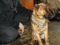 Pašvaldības policija aicina atsaukties suņa īpašniekus