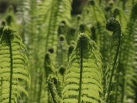 Pasākumi Siguldas novadā Vasaras saulgriežu laikā