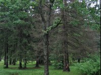 Raiņa parkā izcirtīs bojātās egles