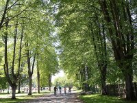 Siguldā izzāģēs bīstamos kokus – noteikti satiksmes ierobežojumi