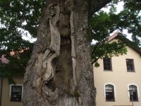 Siguldā turpina izzāģēt bīstamos kokus