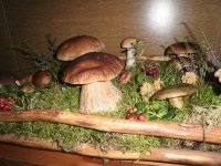 Allažu pamatskolā – sēņu izstāde