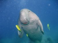 Notiks zviedru fotomākslinieka Torleif Halvorsen (Falkoping) izstādes atklāšana 