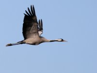 Gaujas nacionālais parks aicina uz Putnu vērošanas dienām  