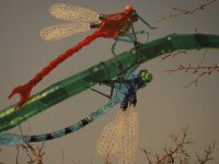 Oktobrī Dabas muzejā izstāde par PET pudeļu pārvērtībām un konkurss skolēniem