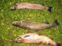 Siguldas novada Pašvaldības policija aiztur malu zvejniekus