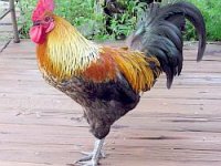 Mārtiņdiena Jūdažos