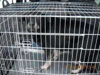 Aicina pieteikties suņa īpašniekus