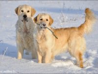 Saimniekiem jāreģistrē suņi