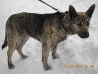 Aicina pieteikties suņu īpašniekus