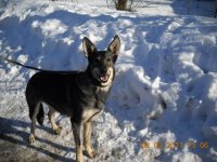 Pašvaldības policija patversmē nogādājusi divus suņus