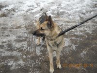 Lūgums atsaukties suņa īpašniekam