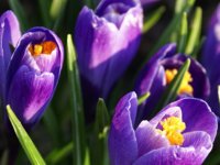 Šonedēļ Siguldas novadā – mākslu dienas pasākumi un dejukolektīva „Sidrabdancis” jubilejas koncerts 