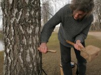 Turaidas muzejrezervāts aicina uz Bērzu sulu dienu