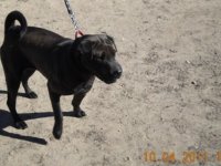 Pašvaldības policija lūdz atsaukties suņu saimniekiem