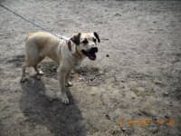 Pašvaldības policija lūdz atsaukties suņa īpašniekam