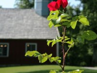 Maijas diena – Turaidas Rozei 410