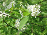 Aicinājums apmeklēt Siguldu ievu ziedēšanas laikā 