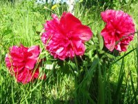 Vasaras Ziedu svētki Krimuldas muižā 