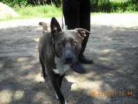 Lūgums atsaukties suņa saimniekam