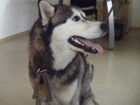 Lūgums atsaukties suņa saimniekam