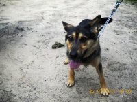 Lūgums atsaukties suņa saimniekam