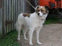 Lūdzam atsaukties suņa saimniekus