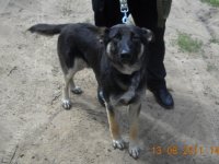 Lūgums atsaukties suņa saimniekam