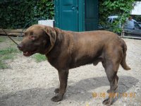 Pašvaldības policija lūdz atsaukties suņu saimniekus