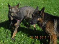 Pašvaldības policija lūdz atsaukties suņu saimniekiem