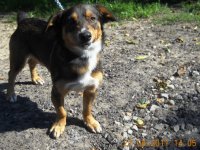 Pašvaldības policija lūdz atsaukties suņa saimnieku