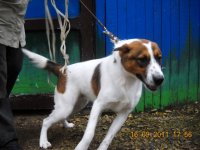 Lūgums atsaukties suņa saimniekam