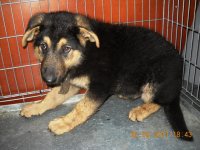 Pašvaldības policija lūdz atsaukties suņa saimnieku