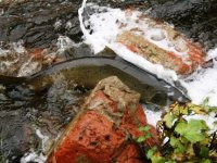 Siguldā no Gaujas tilta var vērot lašu nārstu