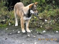 Pašvaldības policija lūdz atsaukties suņu saimniekus