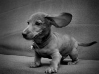 Takšu šķirnes sunītis meklē saimnieku