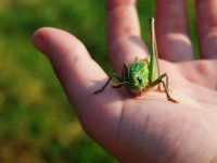 Siguldas novada skolēniem augsti sasniegumi starpnovadu bioloģijas olimpiādē