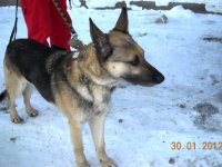 Siguldas novada Pašvaldības policija lūdz atsaukties suņu saimniekiem