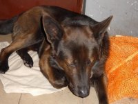 Pašvaldības policija lūdz atsaukties suņa saimniekus