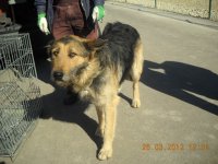 Pašvaldības policija lūdz atsaukties suņa saimniekus