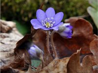 Atklās fotoizstādi Pavasara terapija