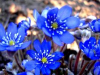  Šonedēļ Siguldas novadā – Tūrisma sezonas atklāšana, Ievziedu balle, Māmiņdienu pasākumi un SEB MTB maratons