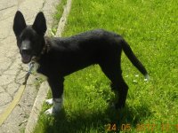 Pašvaldības policija lūdz atsaukties kucēna saimniekus