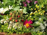 Tējas zāļu vākšana Turaidā un sarunas par savvaļas augiem