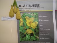 Dzijas krāsošanas noslēpumi izstādē „Daba krāso” Siguldas novada bibliotēkā