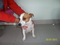 Pašvaldības policija lūdz atsaukties dzīvnieku saimniekus