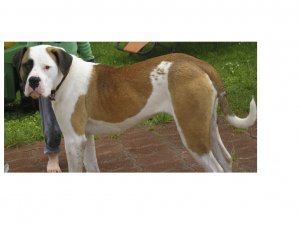 Lūgums palīdzēt – pazudis suns