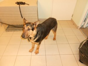 Lūdz atsaukties piecu suņu saimniekus