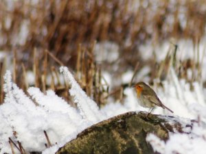 Siguldas pagasta Kultūras nams aicina uz koncertu